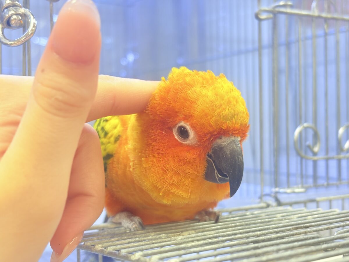 まんまる頭の甘々フェイス❣️コガネメキシコインコちゃん❣️ コガネメキシコインコ