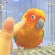 まんまる頭の甘々フェイス❣️コガネメキシコインコちゃん❣️