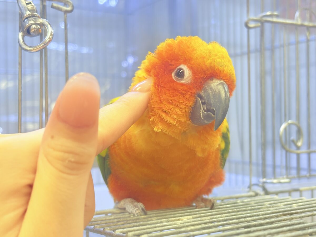 まんまる頭の甘々フェイス❣️コガネメキシコインコちゃん❣️ コガネメキシコインコ