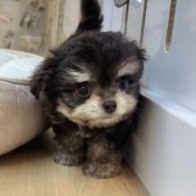 フサフサ眉毛が愛おしい♥チワマルちゃん！