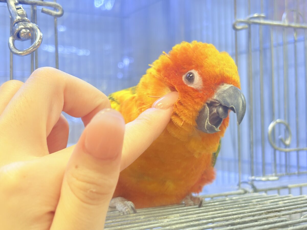 まんまる頭の甘々フェイス❣️コガネメキシコインコちゃん❣️ コガネメキシコインコ