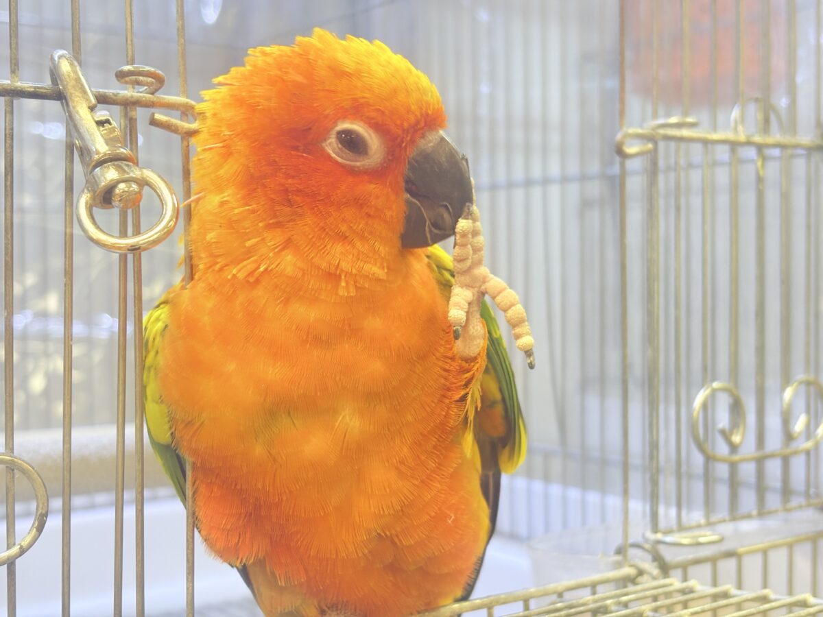 まんまる頭の甘々フェイス❣️コガネメキシコインコちゃん❣️ コガネメキシコインコ