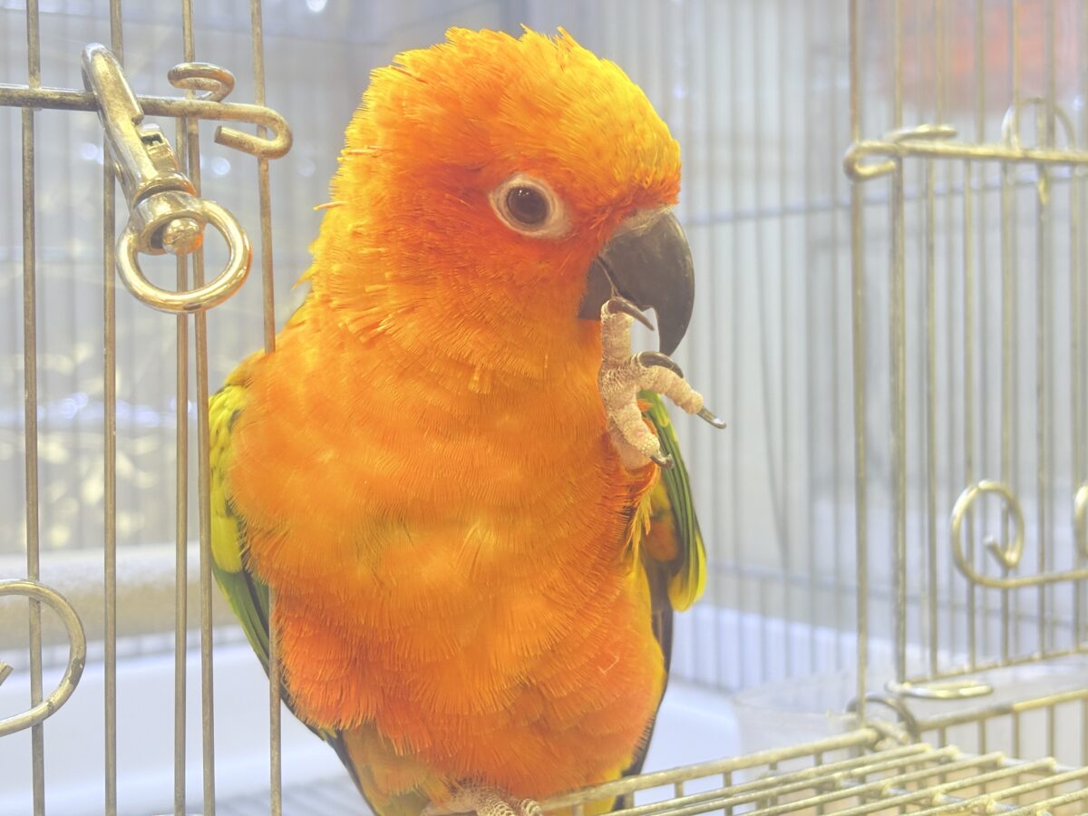 まんまる頭の甘々フェイス❣️コガネメキシコインコちゃん❣️ コガネメキシコインコ