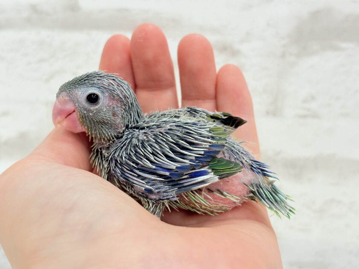 マメルリハ