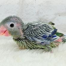 野菜グリーン🥬枝豆くん🐣🫛マメルリハ(ノーマル)男の子 ヒナ