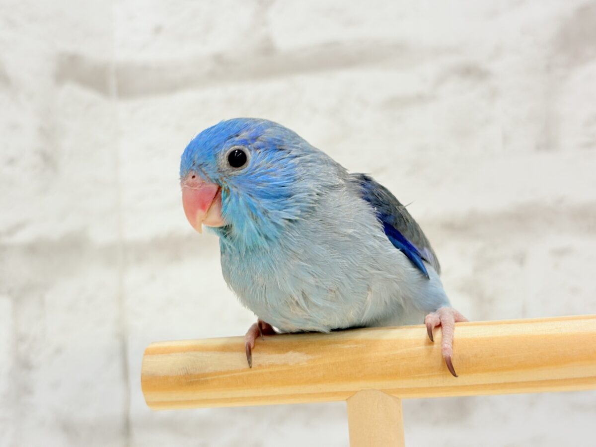 マメルリハ