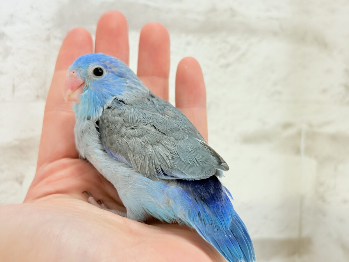 マメルリハ