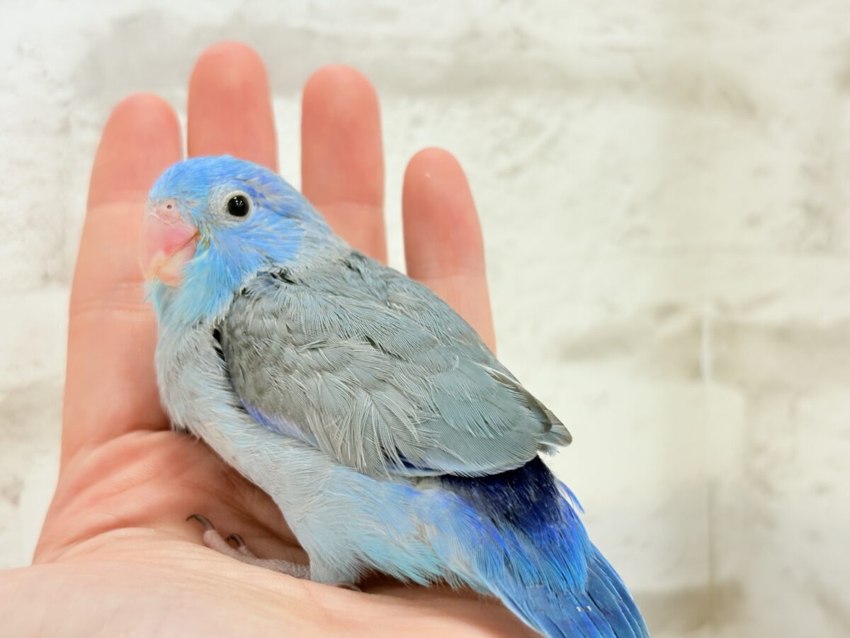 マメルリハ