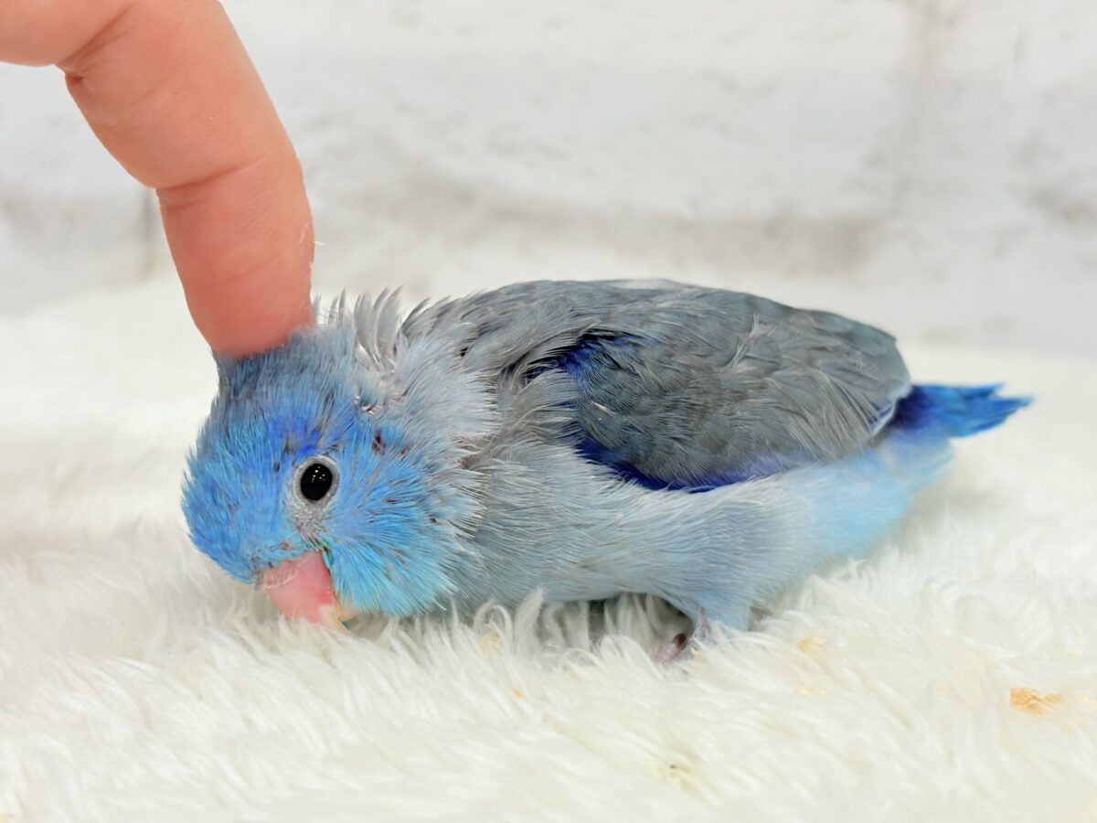 マメルリハ