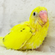 元気印のビタミンカラー🌼💛セキセイインコ(黄色ハルクイン) ヒナ