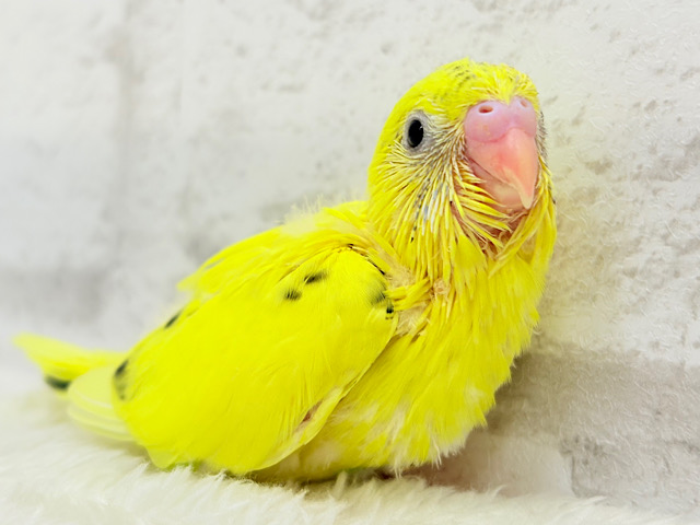元気印のビタミンカラー🌼💛セキセイインコ(黄色ハルクイン) ヒナ