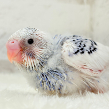 美しカラーに染まり始めたわた毛ちゃん🐣💜セキセイインコ(パイド) ヒナ