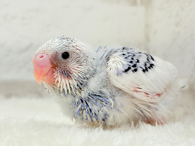 美しカラーに染まり始めたわた毛ちゃん🐣💜セキセイインコ(パイド) ヒナ