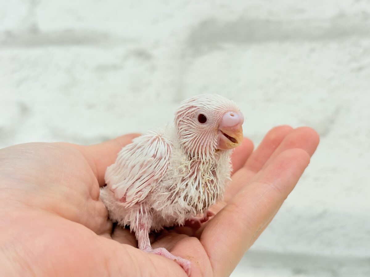 セキセイインコ