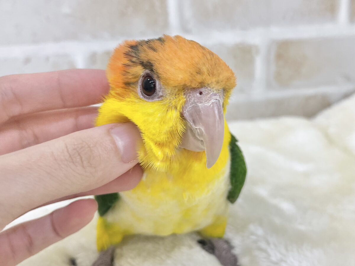 【🆙最新画像あり‼️】キラキラおめめの甘えん坊ちゃん🥰✨ シロハラインコ シロハラインコ