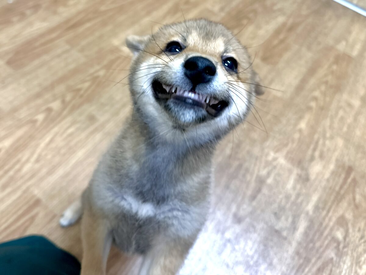 大人気♡豆柴の男の子がやってきた!🐕🩷 豆柴