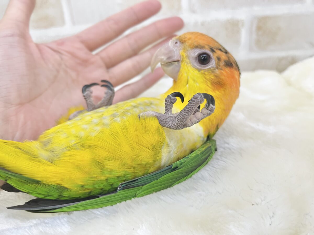 【🆙最新画像あり‼️】キラキラおめめの甘えん坊ちゃん🥰✨ シロハラインコ シロハラインコ