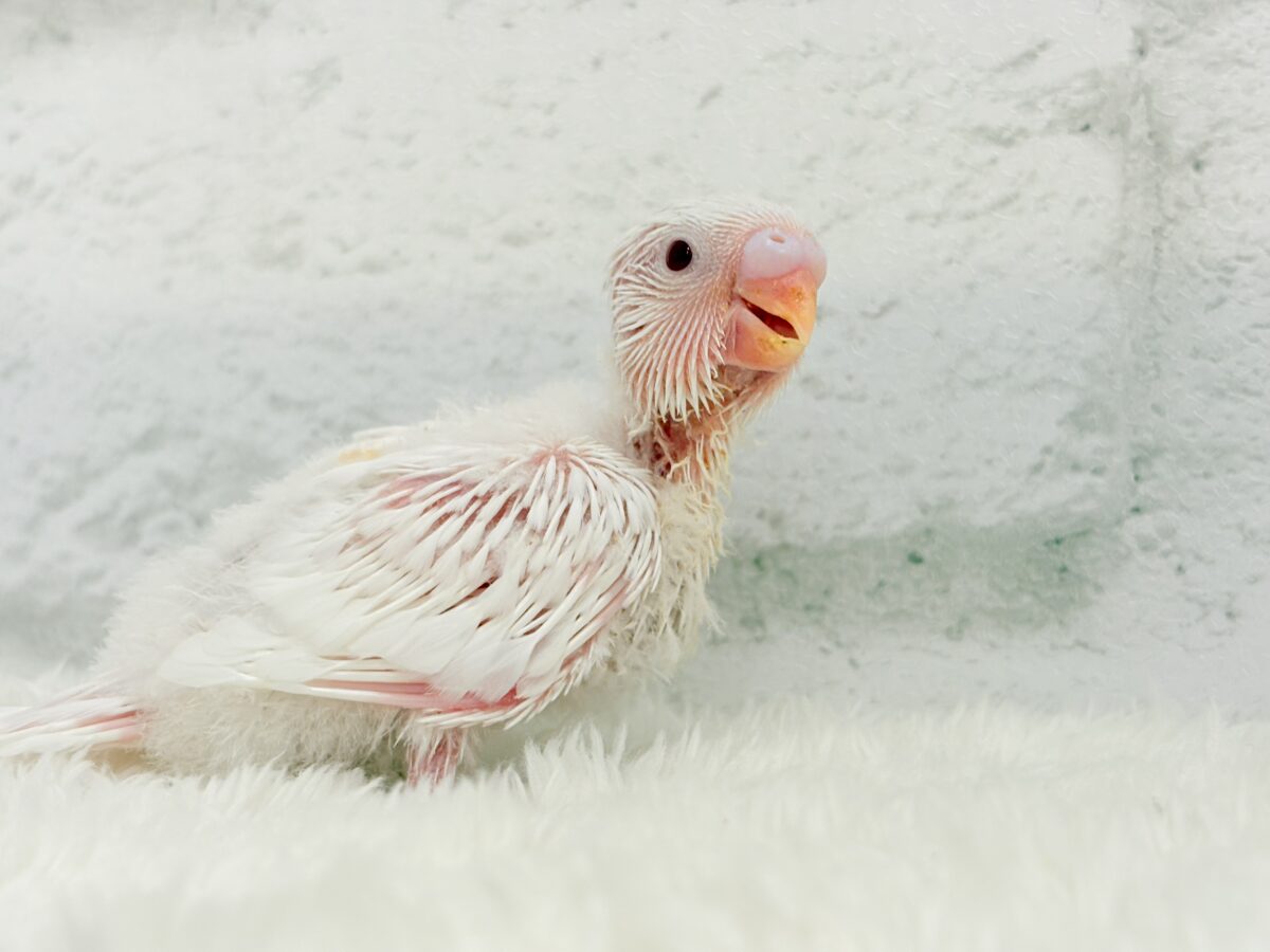 セキセイインコ