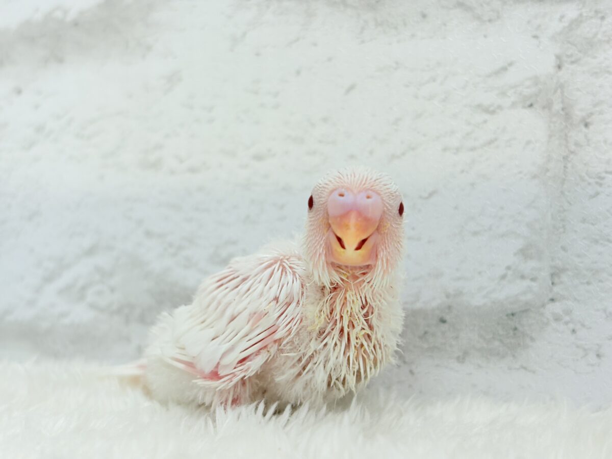 セキセイインコ