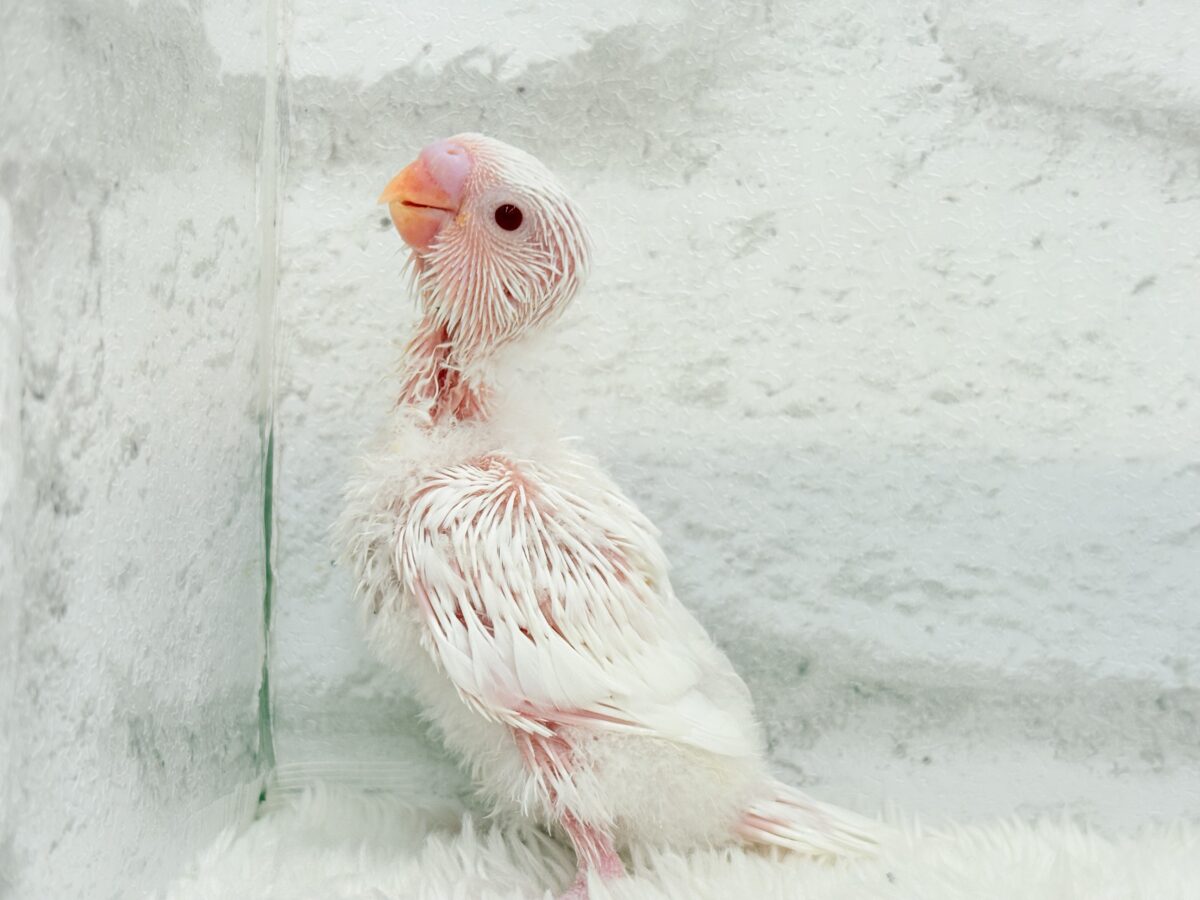 セキセイインコ