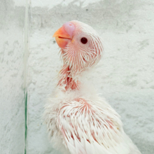 真っ白しろっ子🐣🤍セキセイインコ(アルビノ) ヒナ