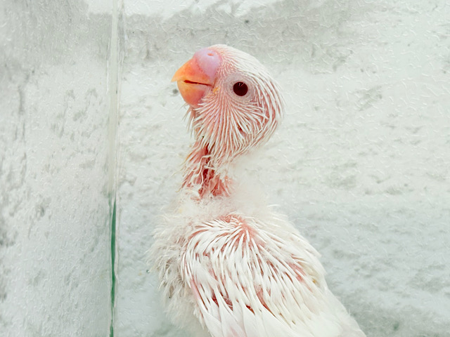 真っ白しろっ子🐣🤍セキセイインコ(アルビノ) ヒナ