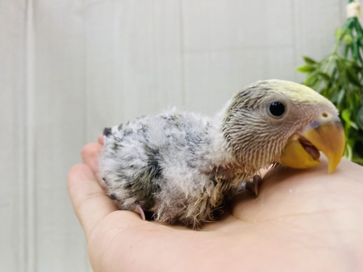 コザクラインコ（小桜インコ）