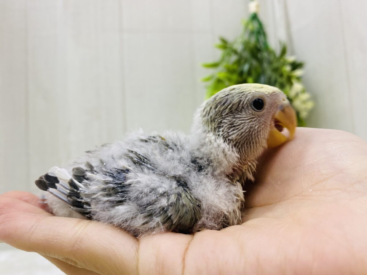 コザクラインコ（小桜インコ）