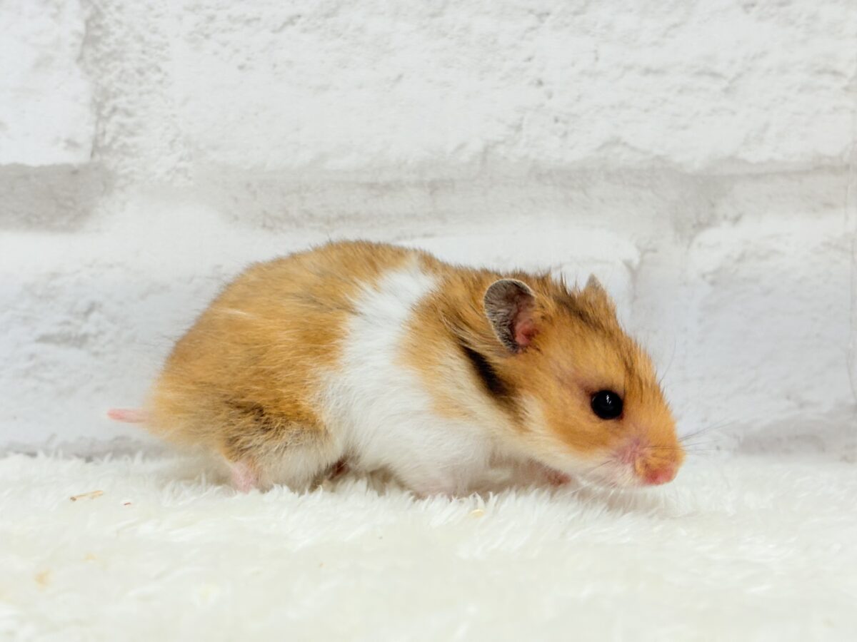 ベビーフェイスが可愛すぎ🐹💖長毛ハムスター 女の子 ゴールデンハムスター