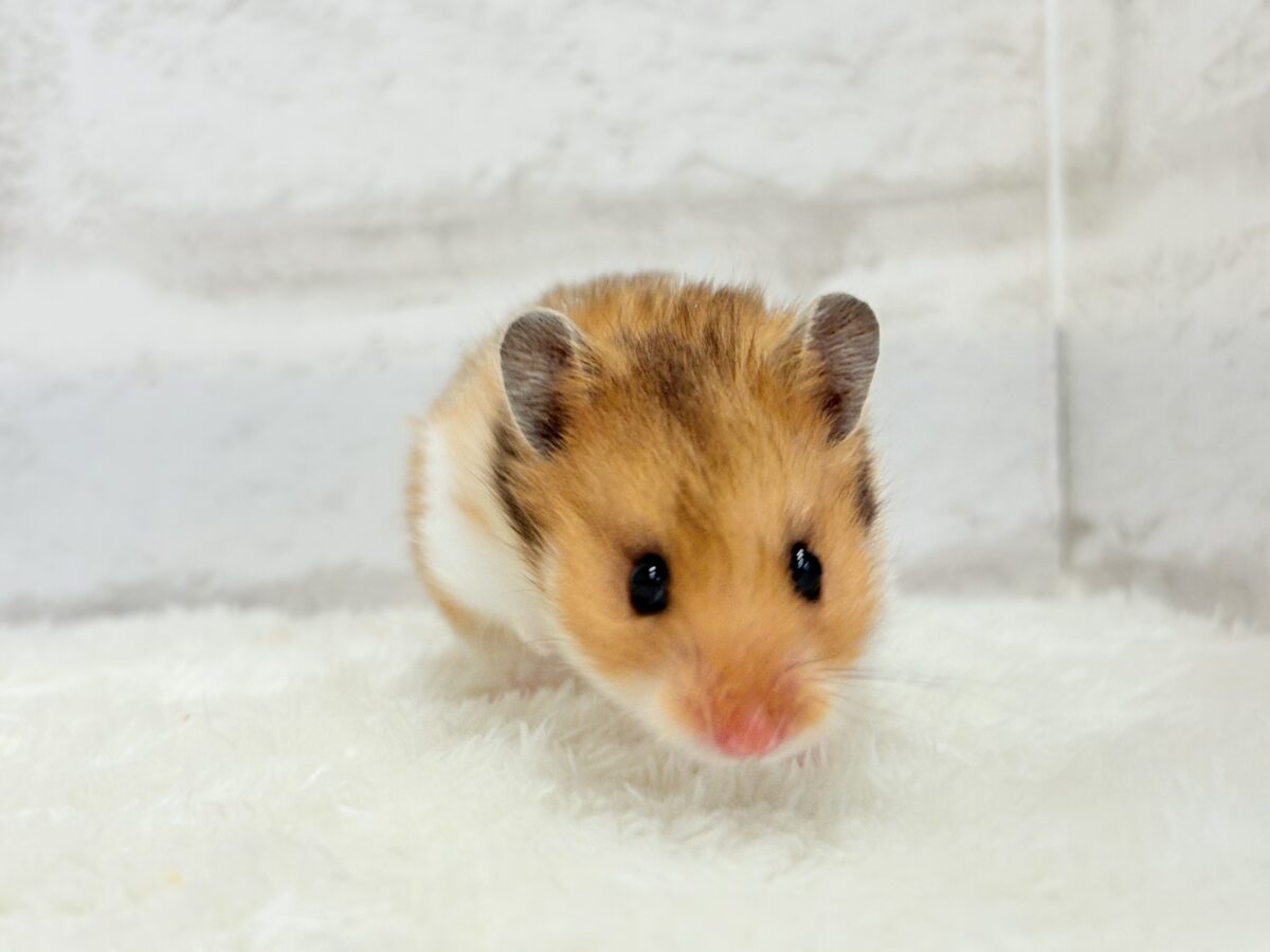 ベビーフェイスが可愛すぎ🐹💖長毛ハムスター 女の子 ゴールデンハムスター