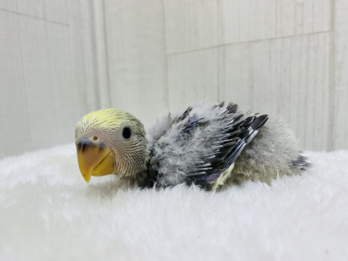 コザクラインコ（小桜インコ）