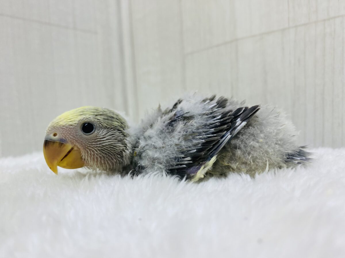 コザクラインコ（小桜インコ）