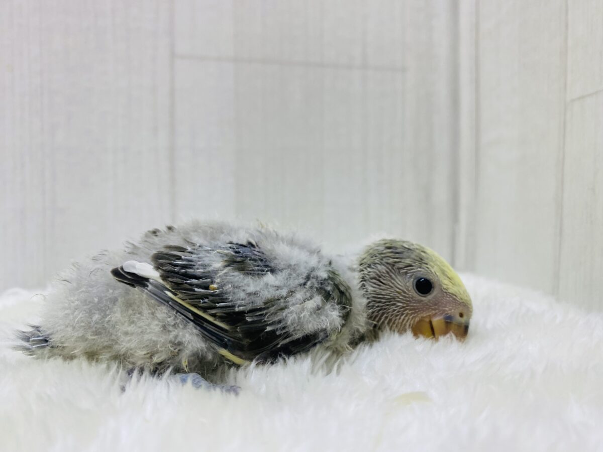 コザクラインコ（小桜インコ）