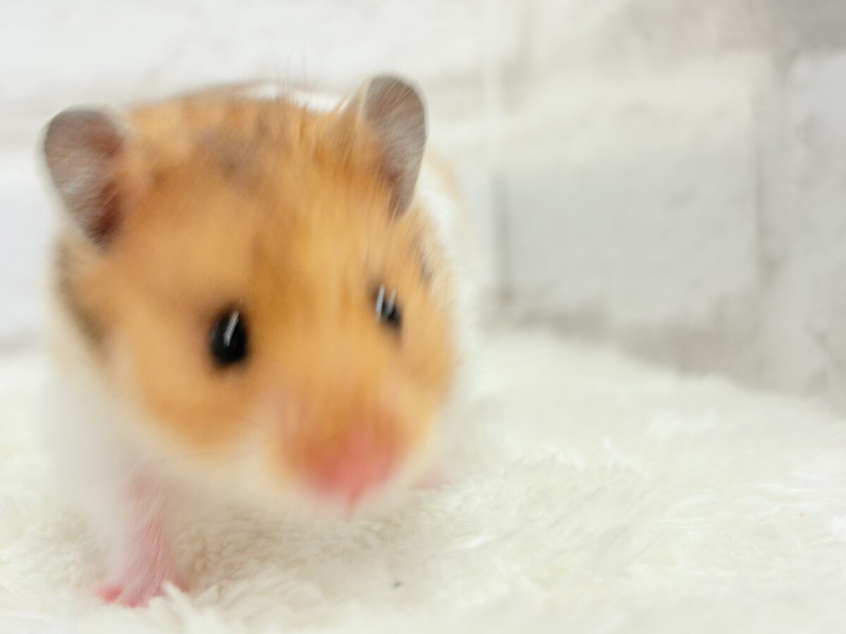 ベビーフェイスが可愛すぎ🐹💖長毛ハムスター 女の子 ゴールデンハムスター