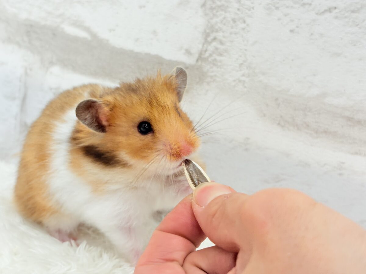ベビーフェイスが可愛すぎ🐹💖長毛ハムスター 女の子 ゴールデンハムスター