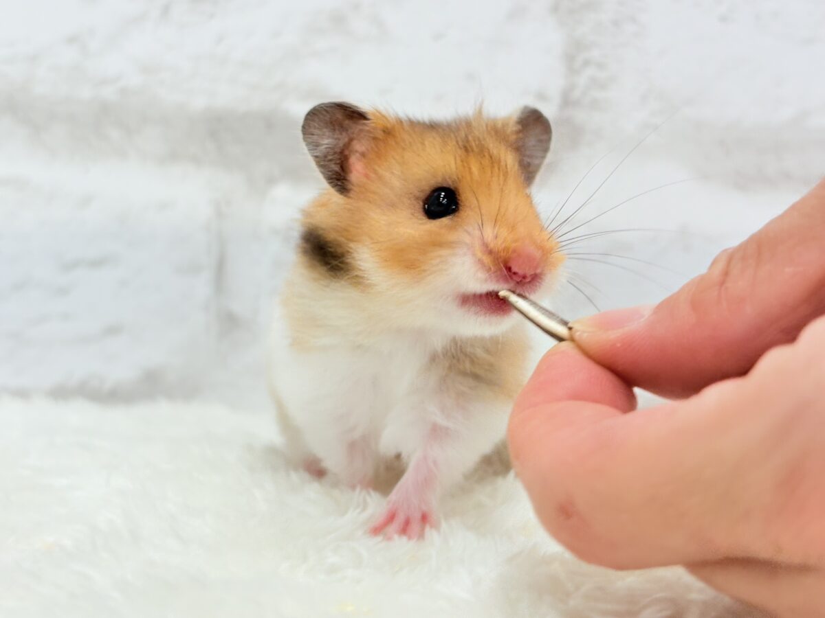 ベビーフェイスが可愛すぎ🐹💖長毛ハムスター 女の子 ゴールデンハムスター