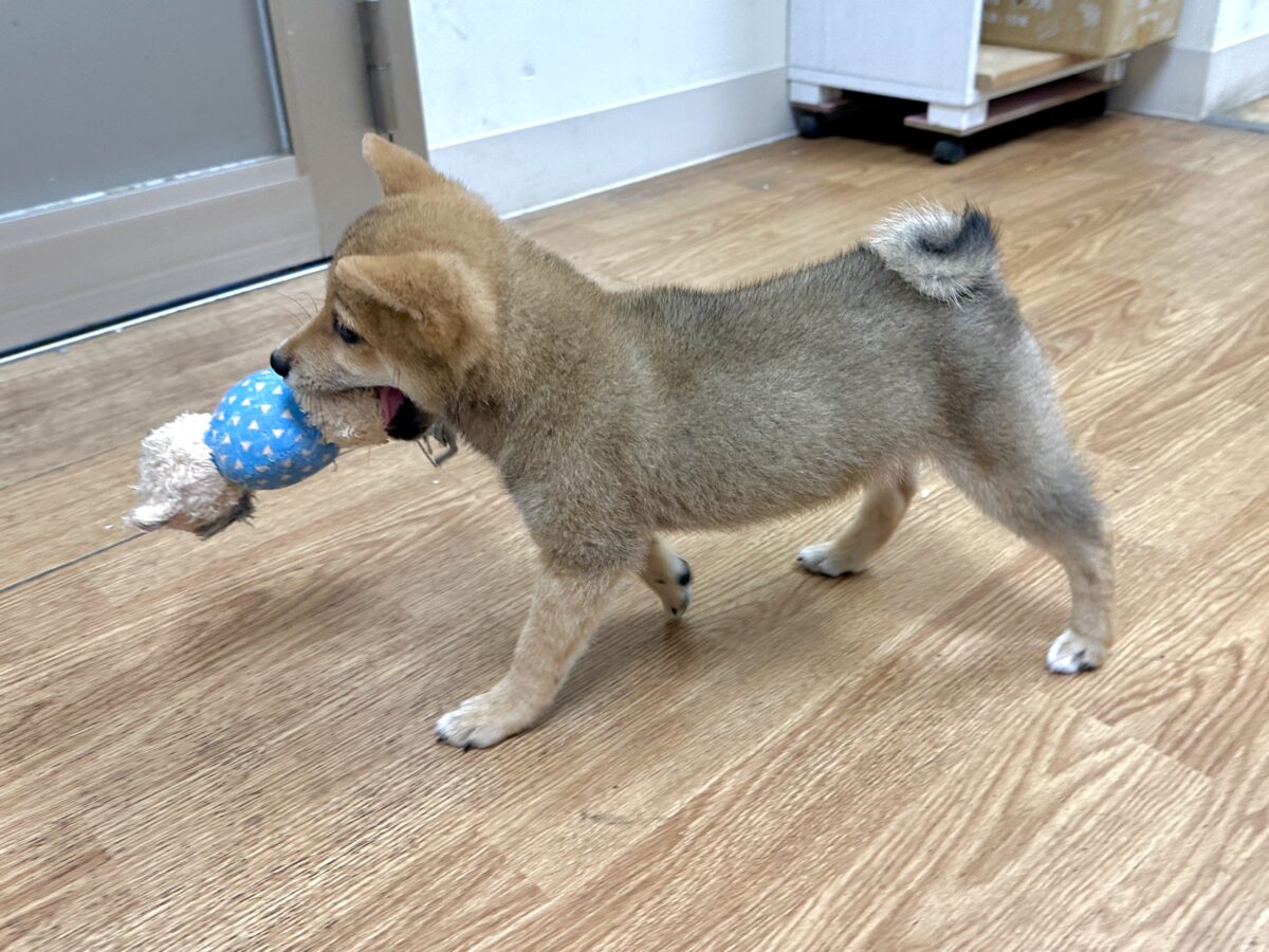 大人気♡豆柴の男の子がやってきた!🐕🩷 豆柴