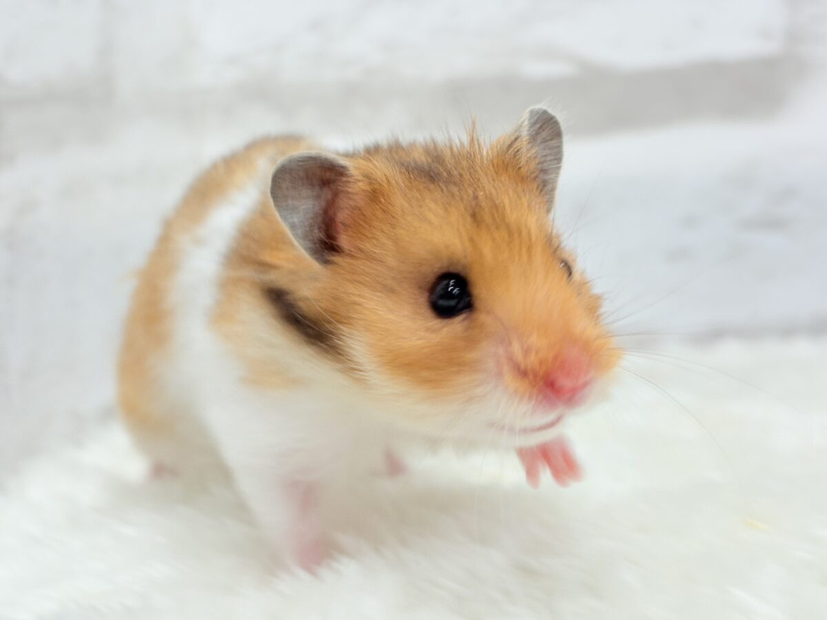 ベビーフェイスが可愛すぎ🐹💖長毛ハムスター 女の子 ゴールデンハムスター