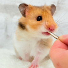 ベビーフェイスが可愛すぎ🐹💖長毛ハムスター 女の子