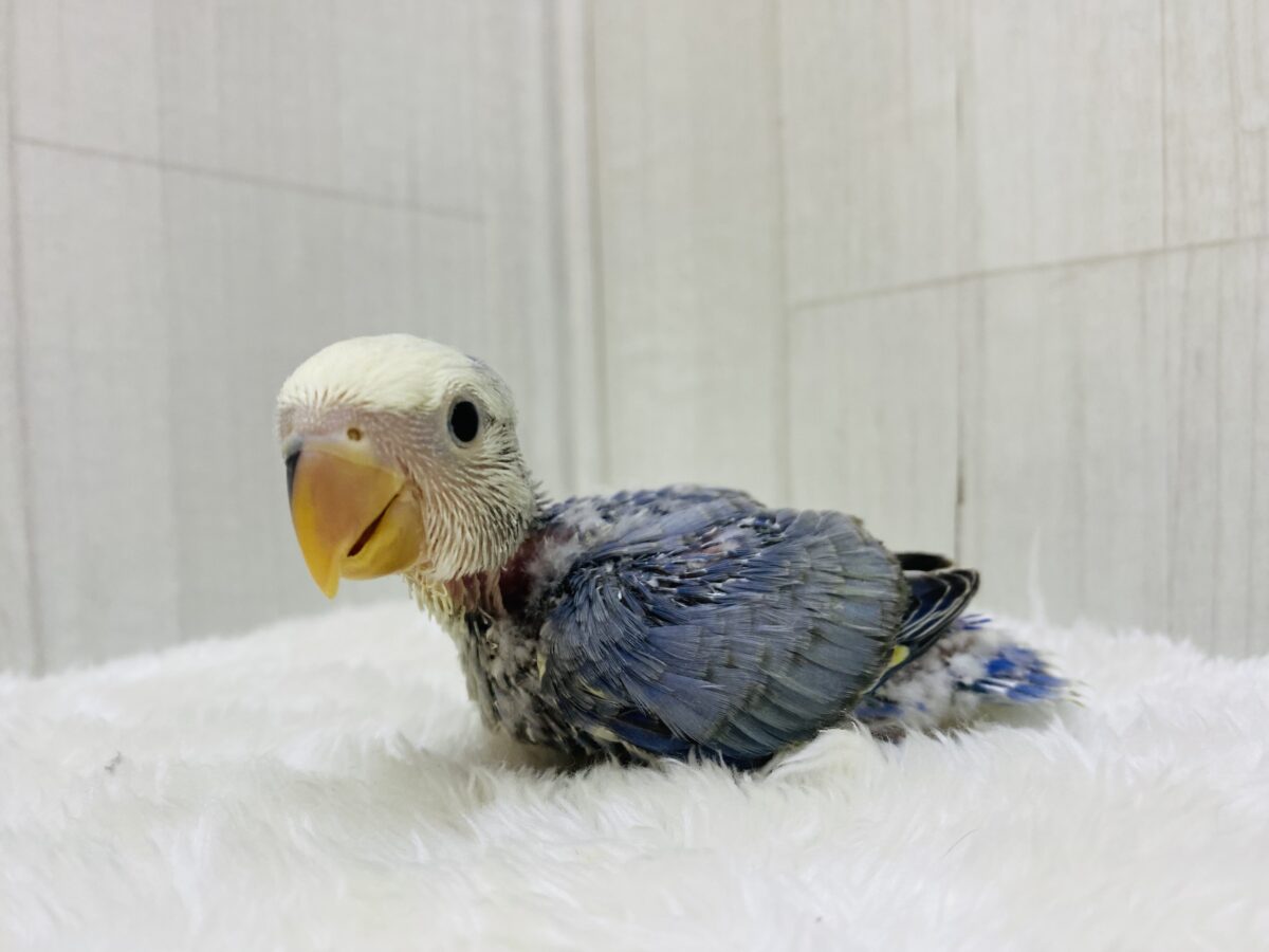 どんなカラーになるんですか🤔💭楽しみたくさん💙コザクラインコパイド系🌱 コザクラインコ(小桜インコ)