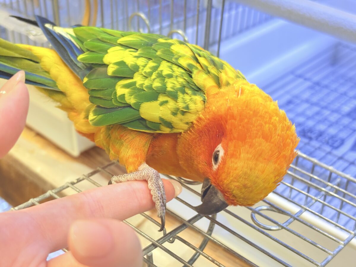 まんまる頭の甘々フェイス❣️コガネメキシコインコちゃん❣️ コガネメキシコインコ