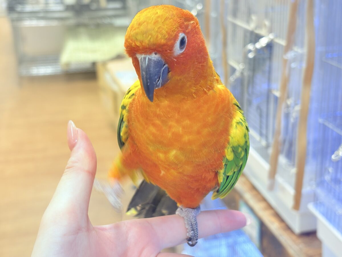 まんまる頭の甘々フェイス❣️コガネメキシコインコちゃん❣️ コガネメキシコインコ