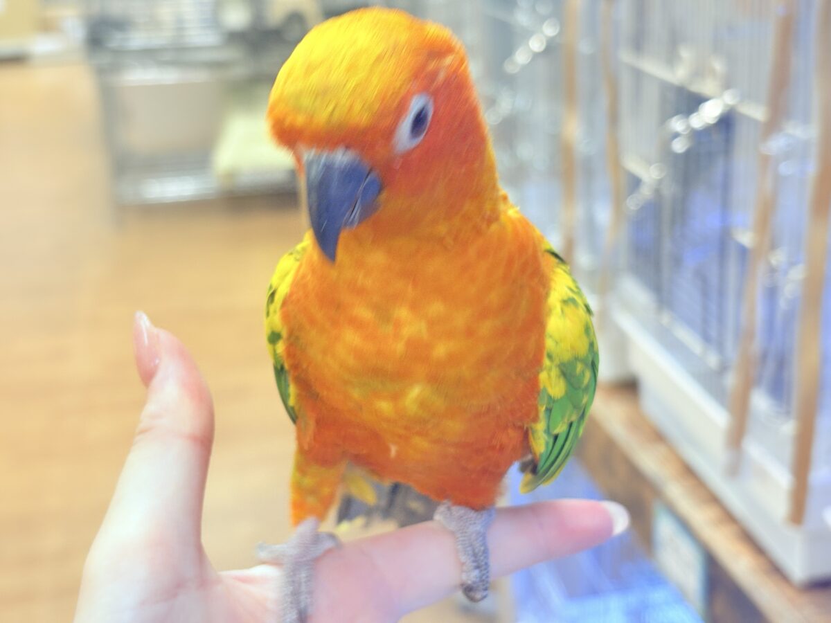 まんまる頭の甘々フェイス❣️コガネメキシコインコちゃん❣️ コガネメキシコインコ
