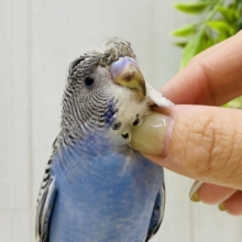 最新画像有ります🌟クルっとオシャレさん💓セキセイインコノーマルカラー‼️