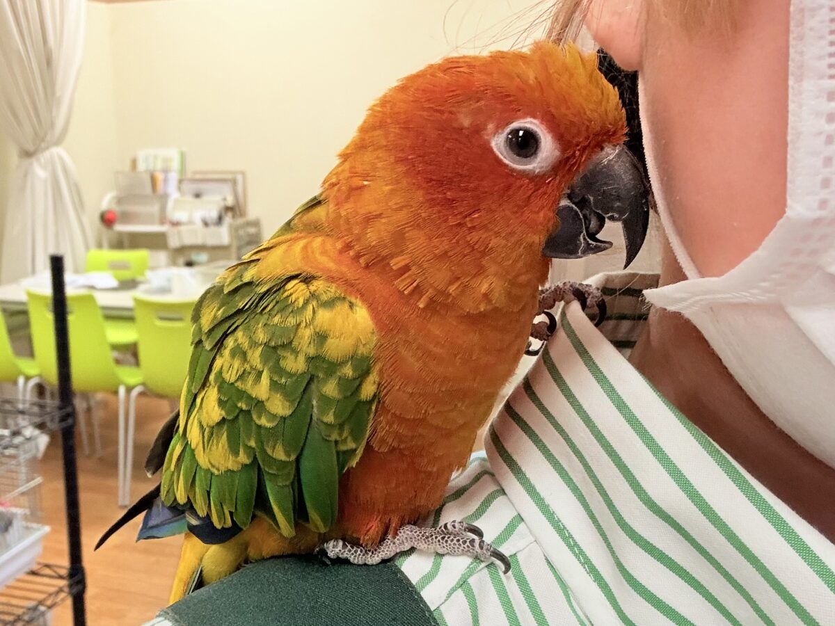 まんまる頭の甘々フェイス❣️コガネメキシコインコちゃん❣️ コガネメキシコインコ