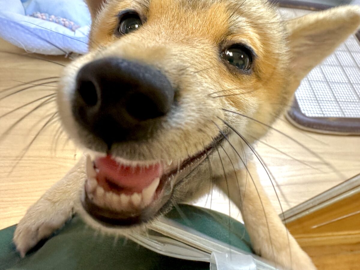 大人気♡豆柴の男の子がやってきた!🐕🩷 豆柴