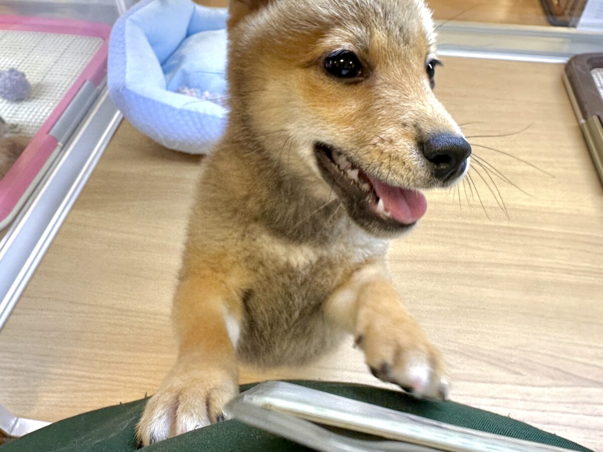 大人気♡豆柴の男の子がやってきた!🐕🩷 豆柴