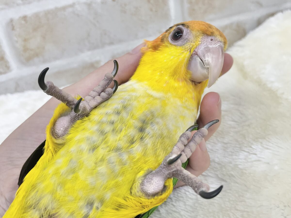 【🆙最新画像あり‼️】キラキラおめめの甘えん坊ちゃん🥰✨ シロハラインコ シロハラインコ