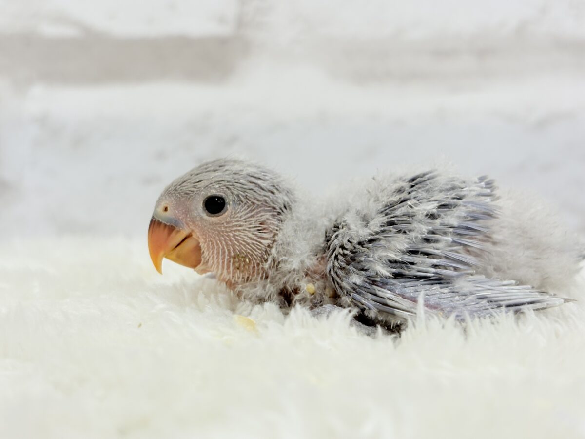コザクラインコ（小桜インコ）