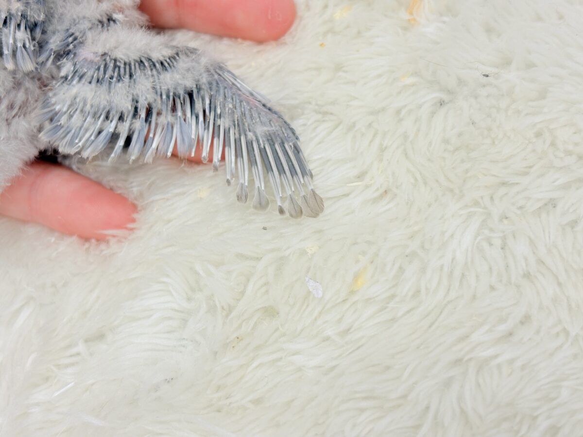 コザクラインコ（小桜インコ）